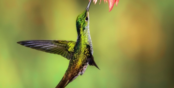 chris-charles-jQI1tnK6OEU-unsplash