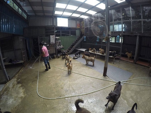 Mrs. Chang's Animal Shelter-1