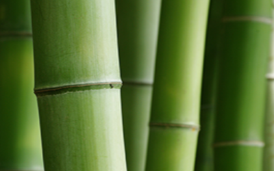BAMBOO