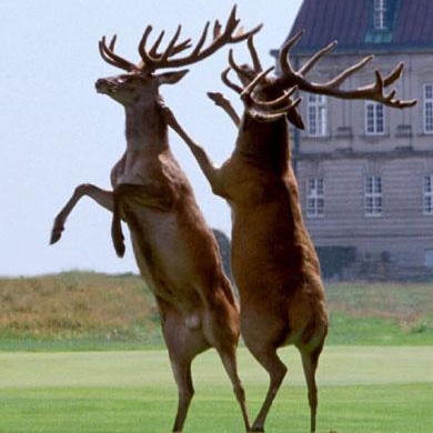 丹麦-哥本哈根Kobenhavn Golf