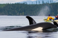 挪威皮划艇观鲸www.nordicvs (4)