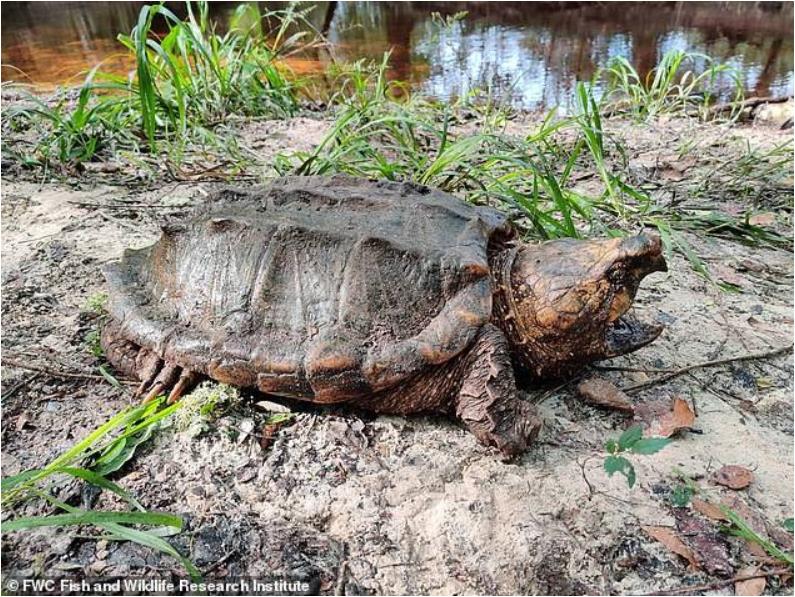 佛罗里达州惊现龟界恐龙:一只雄性鳄鱼鳄龟重达100磅