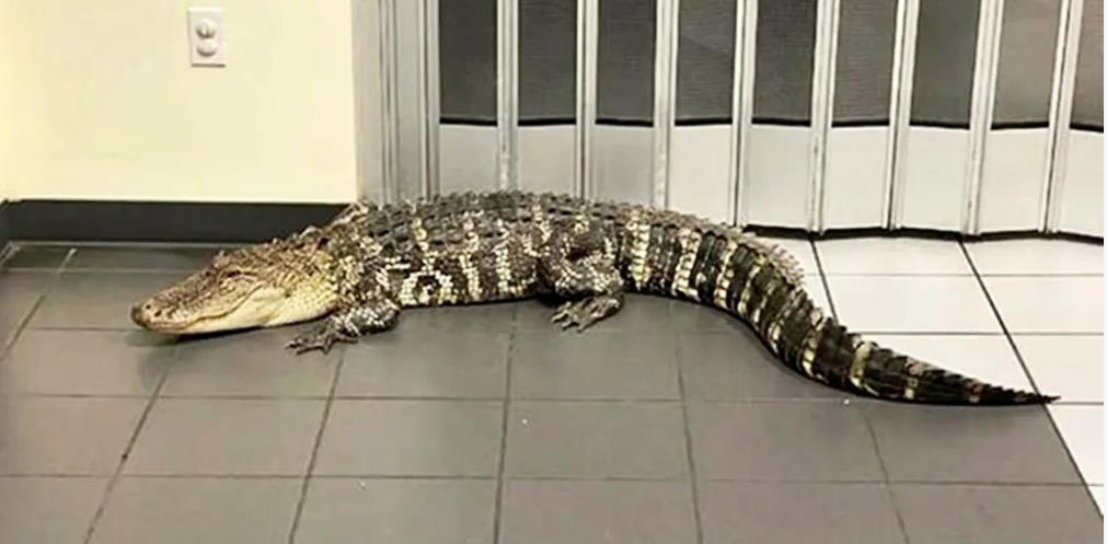 佛州百事通 佛州一家邮局内出现一只7 英尺长鳄鱼逛大街