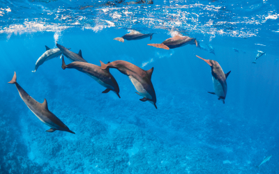 Dolphins_Niue
