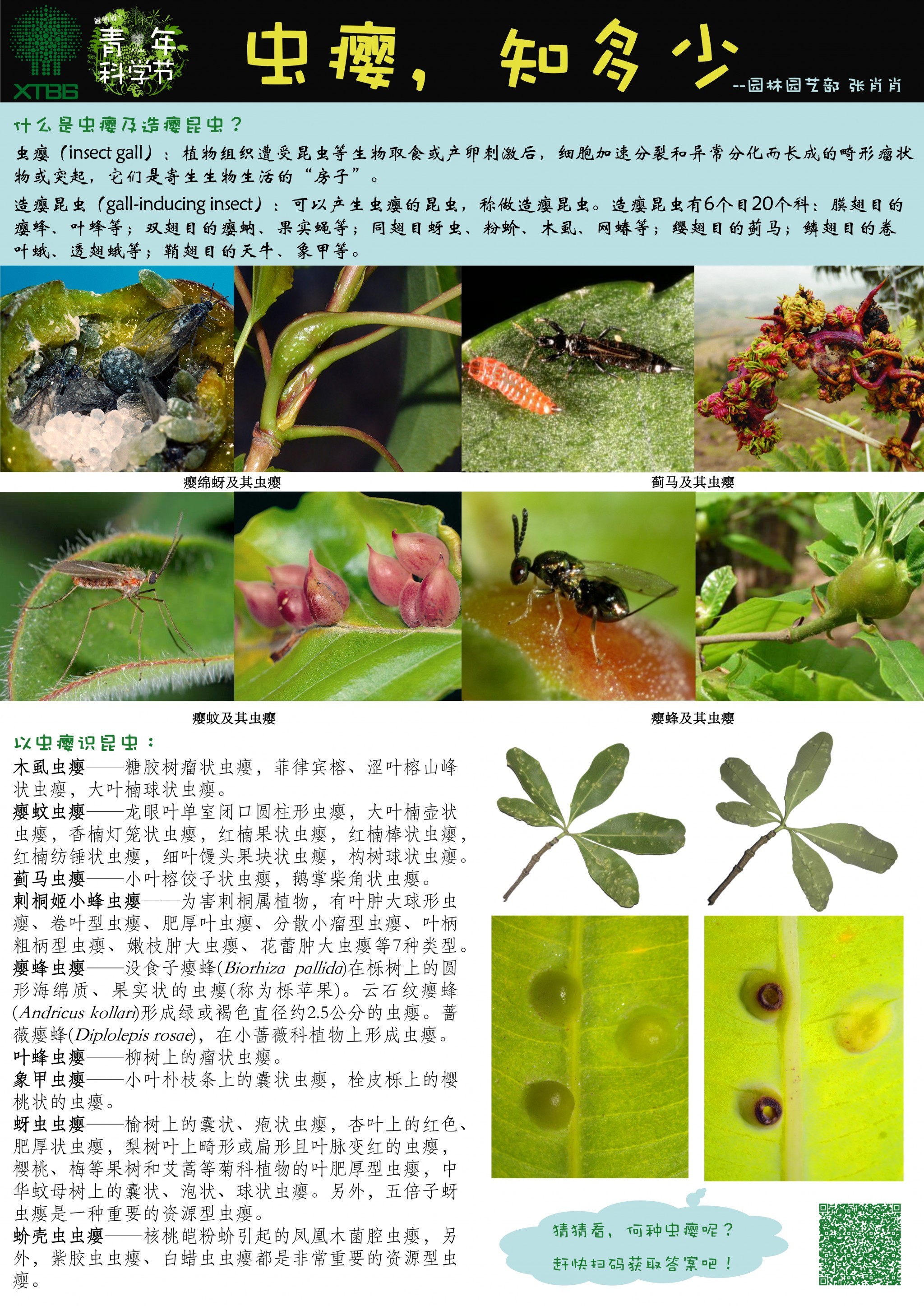 虫瘿，知多少(作者：张肖肖)