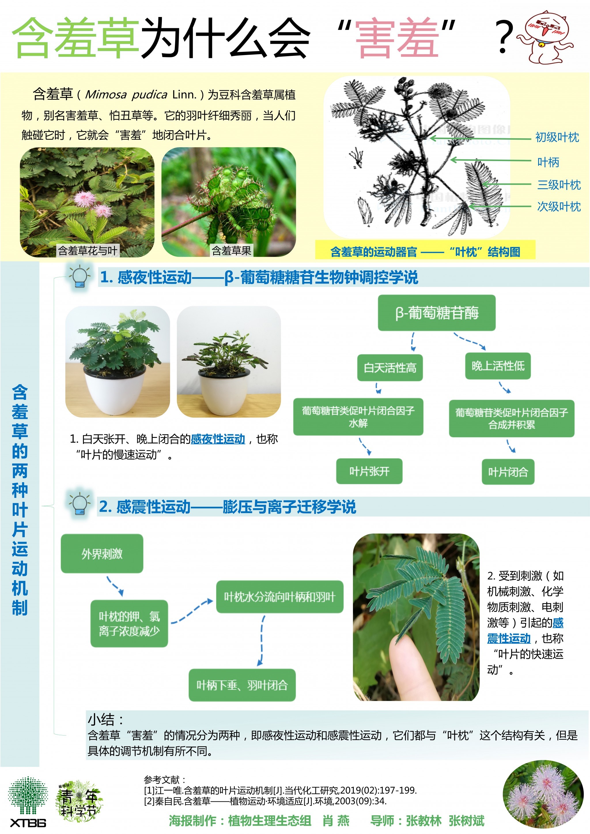 含羞草为什么会害羞（作者：肖燕）