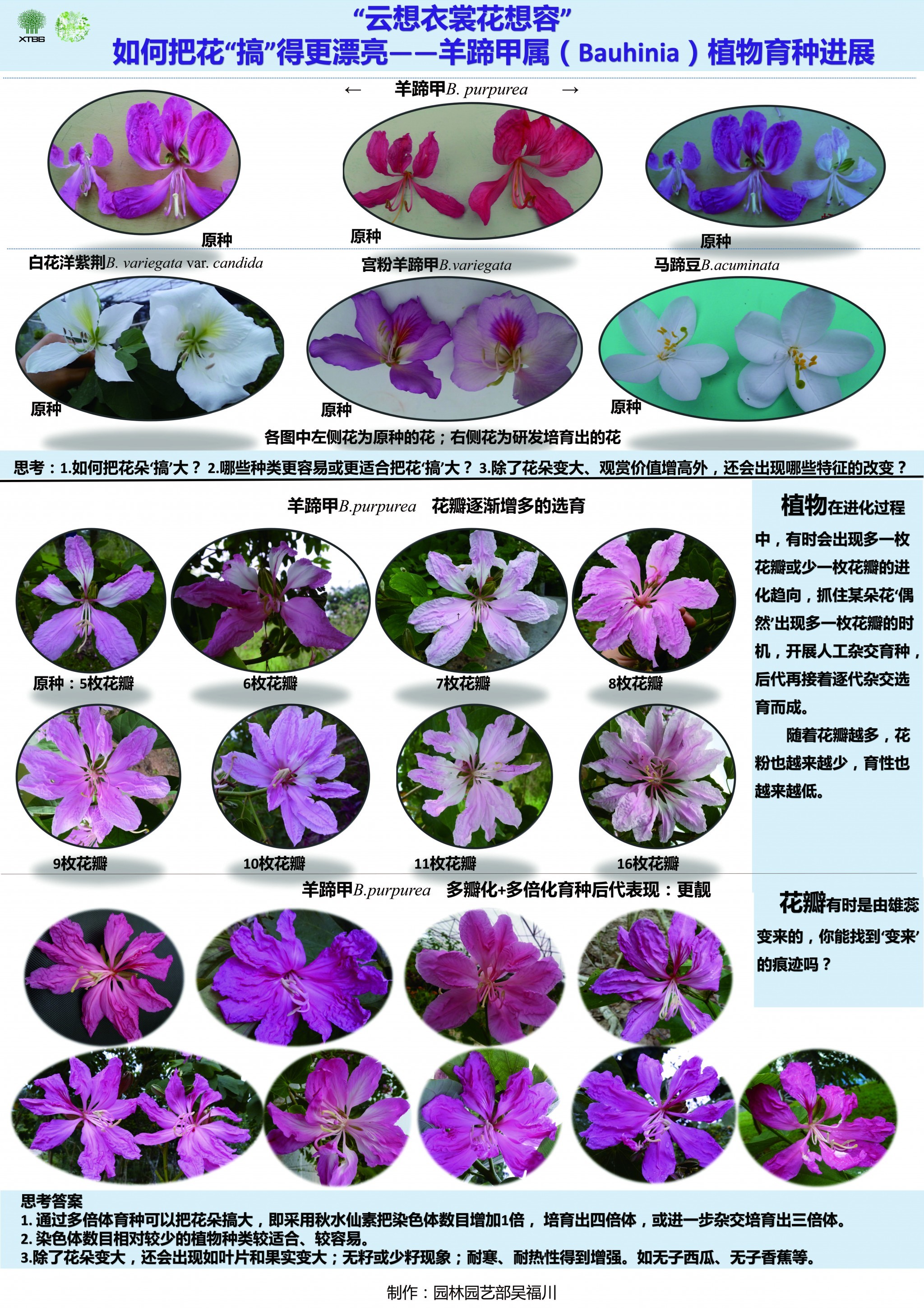 云想衣裳花想容-如何把“花”搞得更漂亮（作者：吴福川）