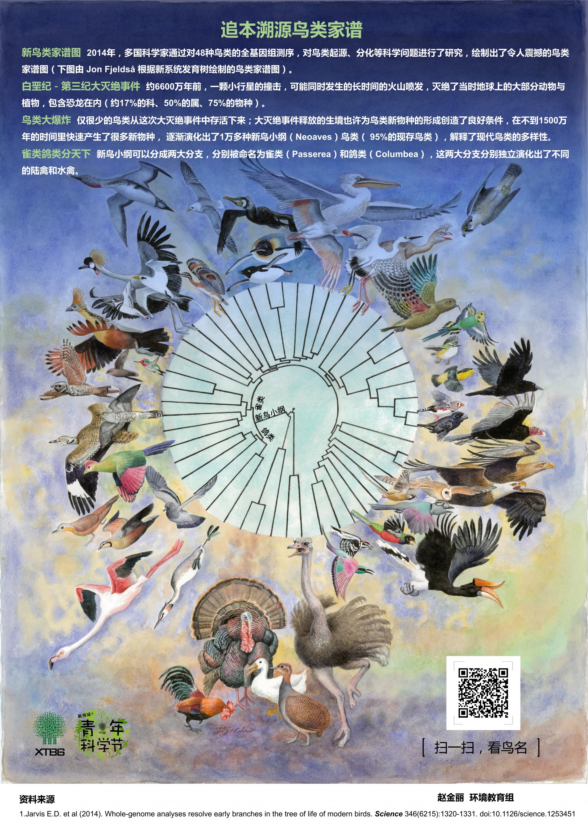 追本溯源鸟类家谱（作者：赵金丽）