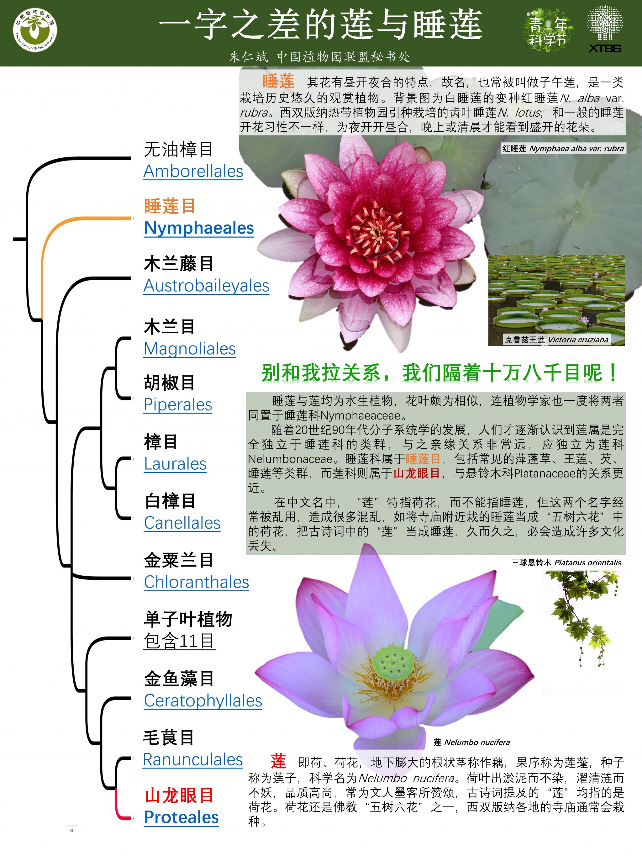 一字之差的莲与睡莲（作者：朱仁斌）