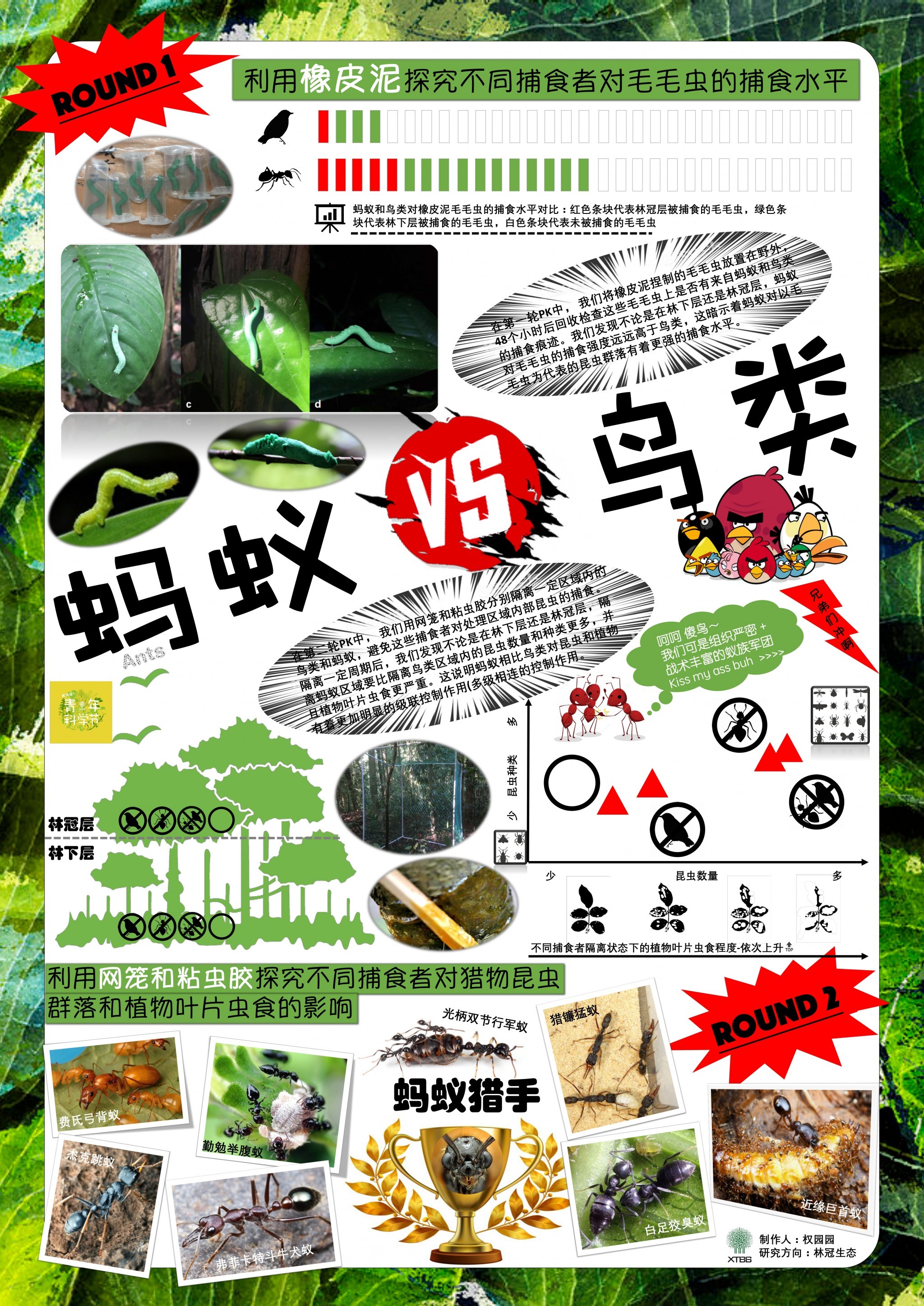 蚂蚁vs鸟类（作者：权园园）