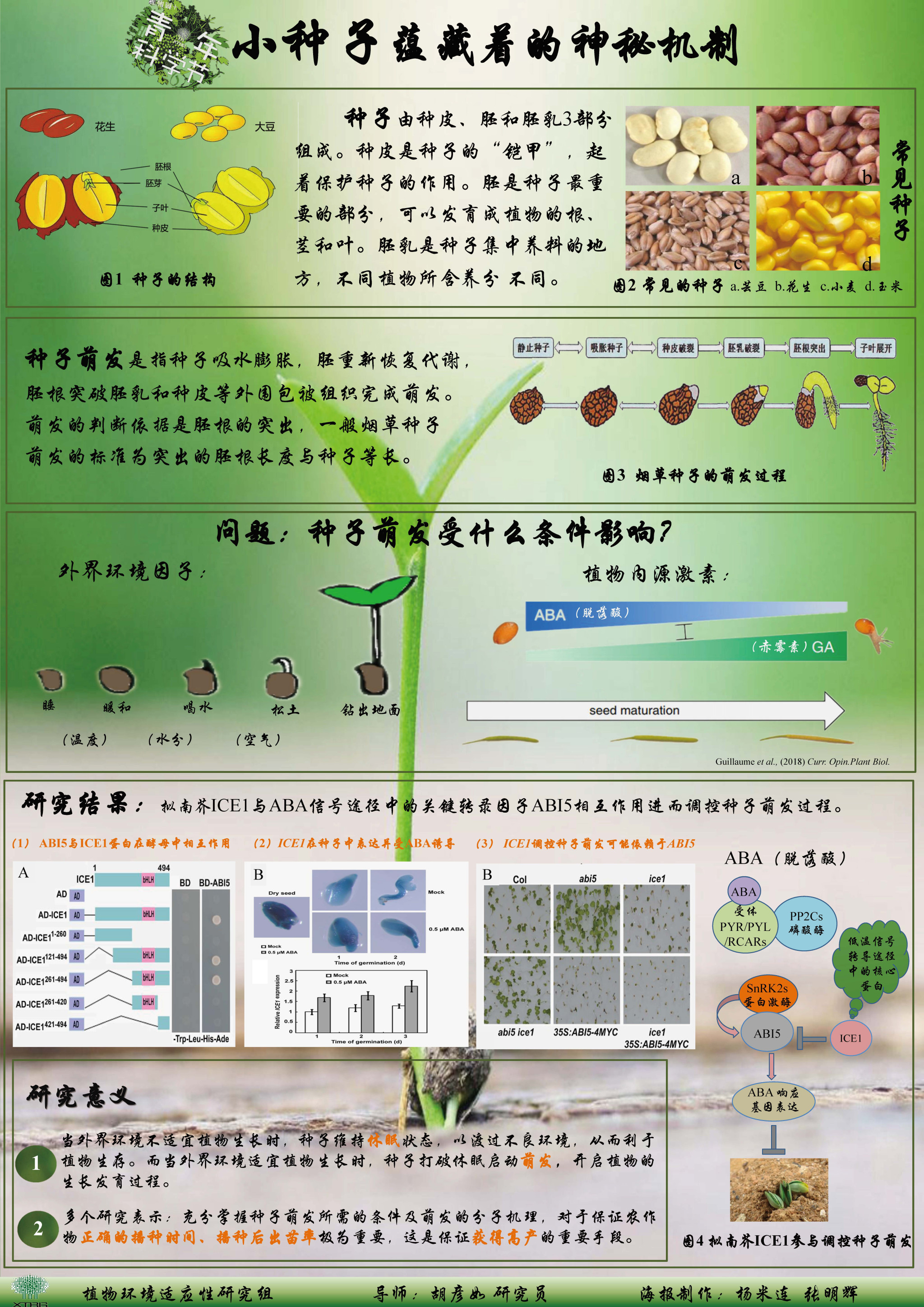 小种子蕴藏着的神秘机制（作者：杨米连&张明辉）
