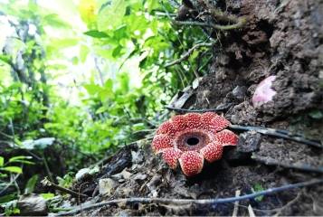 版纳植物园首次获得稀有植物寄生花的种子