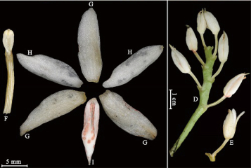 版纳植物园2019年发表植物新种28个