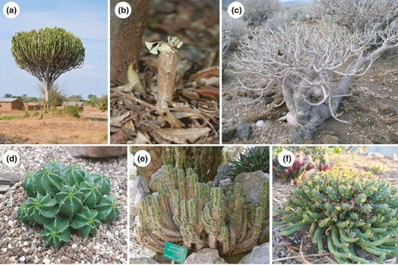 研究揭示大戟属植物结构进化与气候变化的关系1_副本